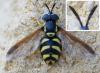 Chrysotoxum intermedium